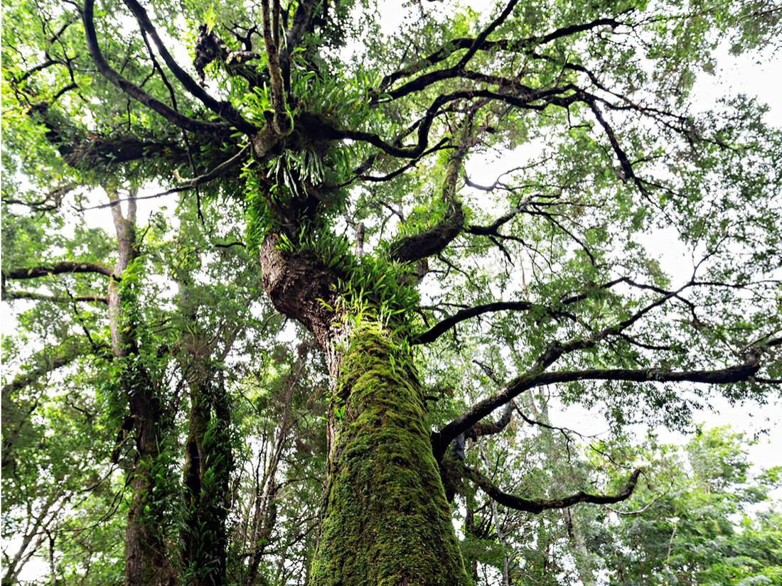 Tall Timber 2 PROCESSED |  <i>Peter Walton</i>