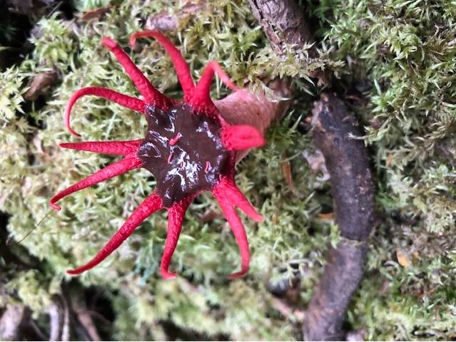 Unique flora in the Tarkine |  <i>Toni Wythes</i>