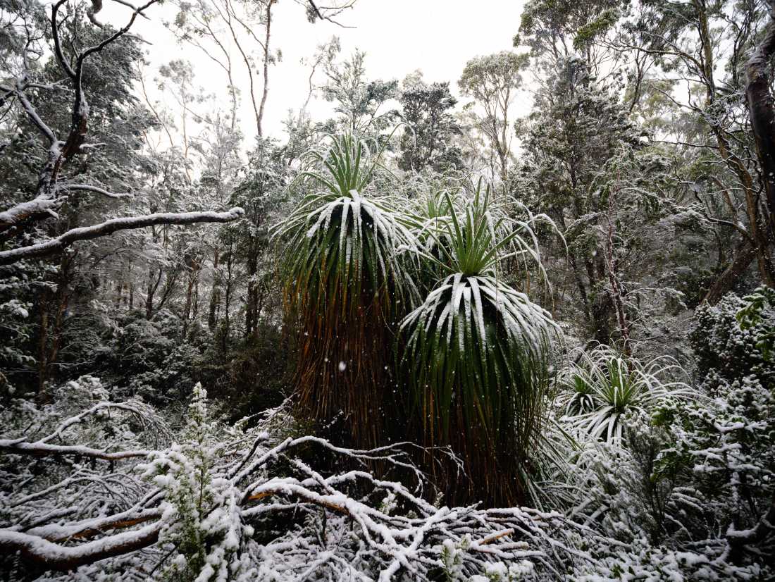 Experience the Overland Track during winter |  Matt Horspool