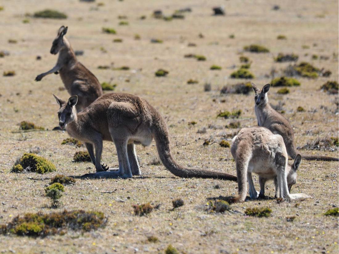 Wildlife on Maria Island